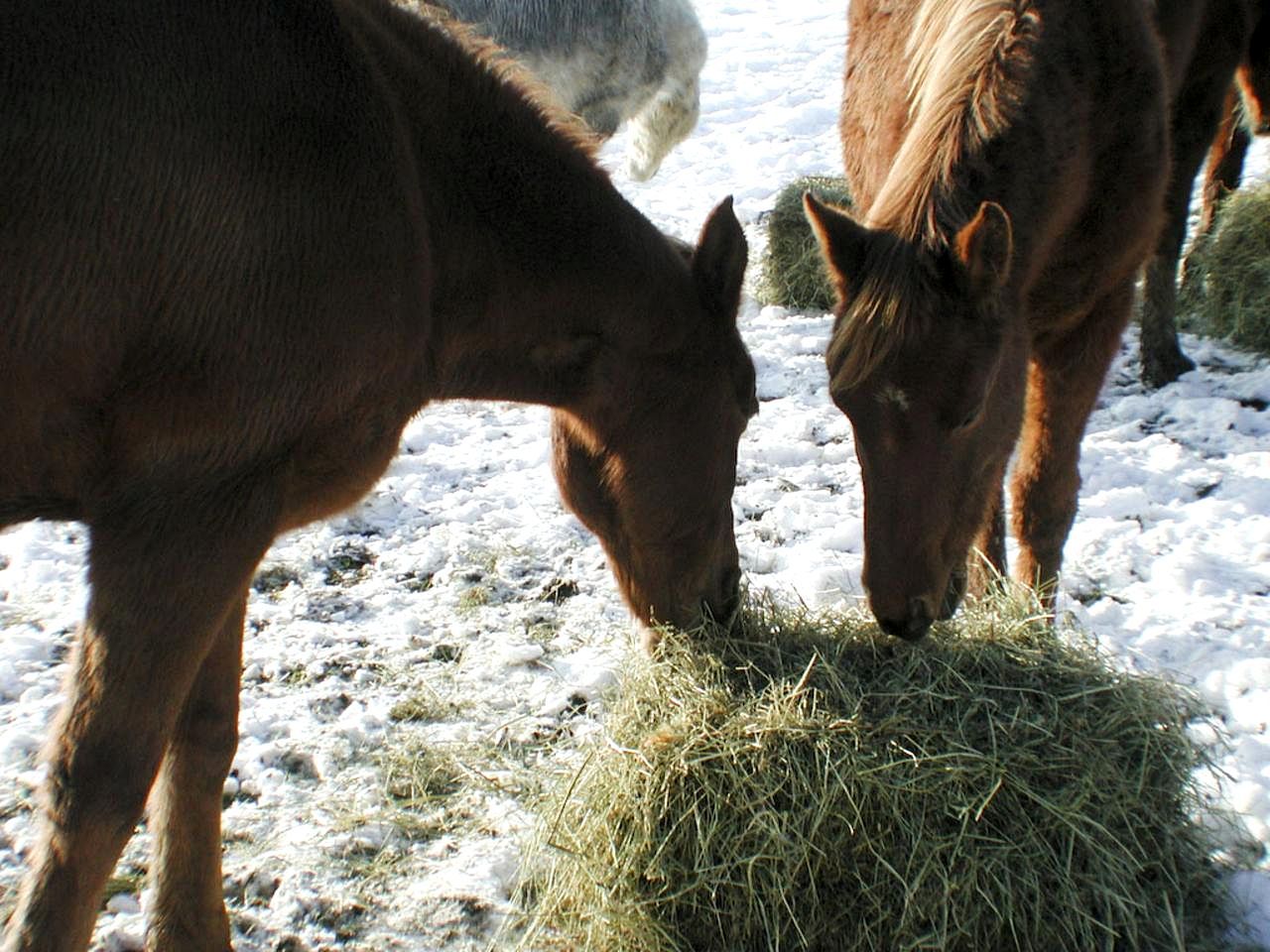 Horses tucking into fresh hay