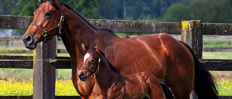 A mare and foal in a paddock