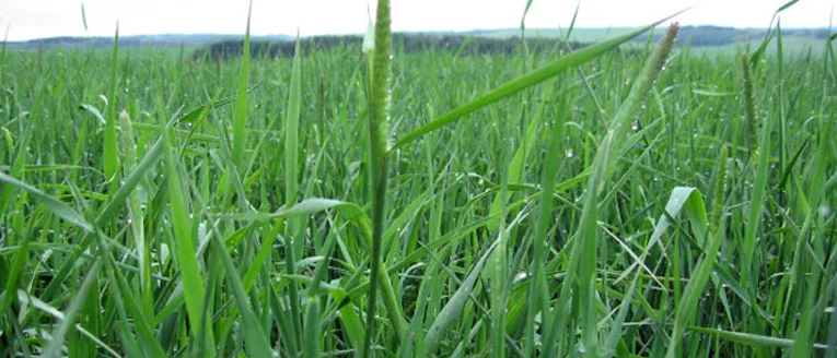 Meadow grass in early summer