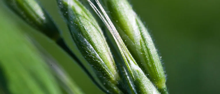 Close-up of grain and seed heads