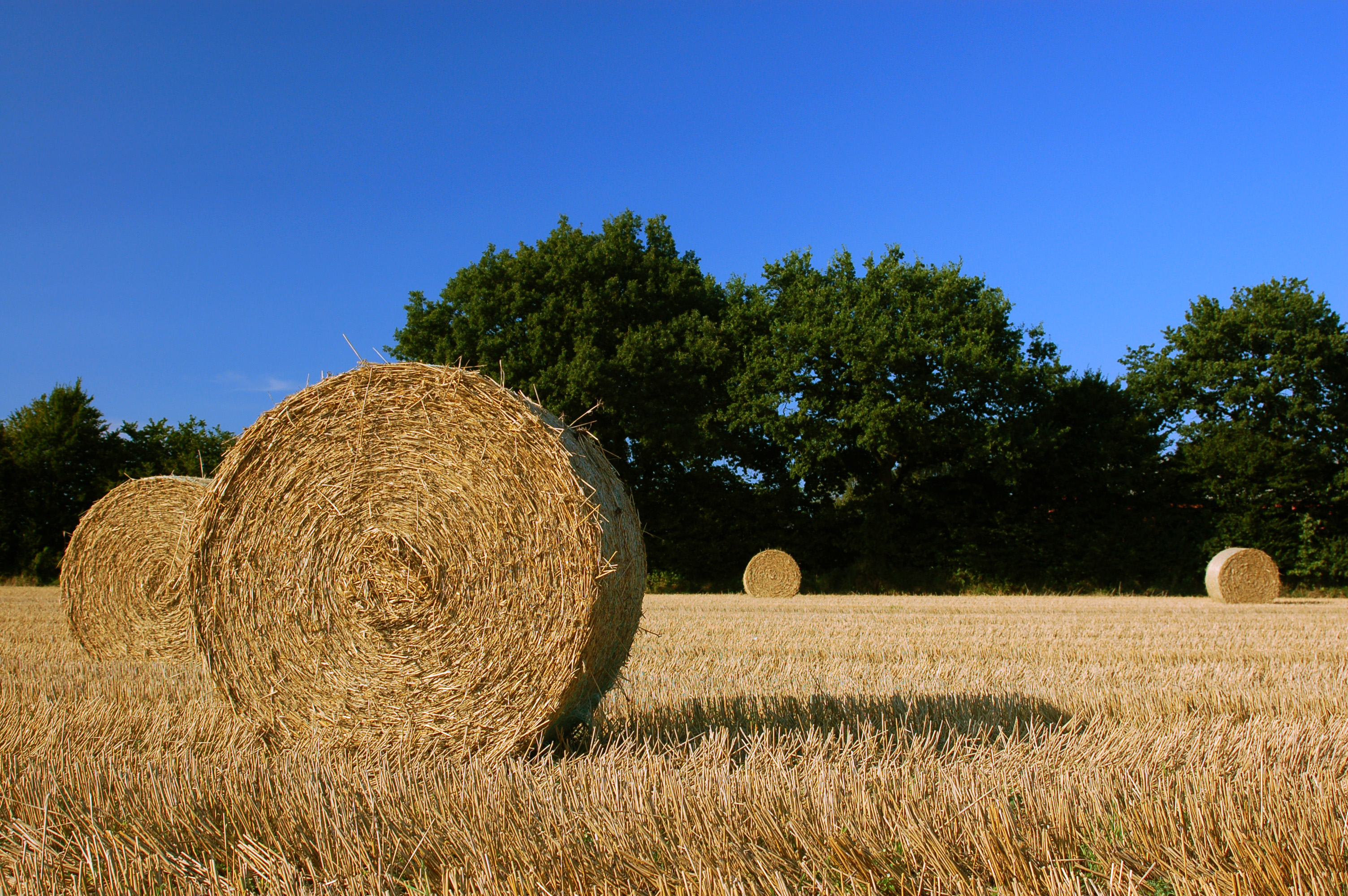 Golden straw bales stacked in a stubble field